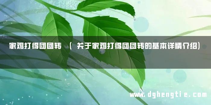 家鸡打得团团转 (关于家鸡打得团团转的基本详情介绍)